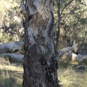 Eucalyptus polyanthemos subsp. polyanthemos at QPRC LGA - 15 May 2020 05:02 PM