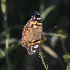 Vanessa kershawi (Australian Painted Lady) at Mount Painter - 15 May 2020 by AlisonMilton