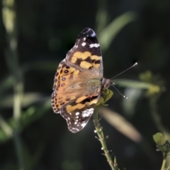 Vanessa kershawi (Australian Painted Lady) at Cook, ACT - 15 May 2020 by AlisonMilton