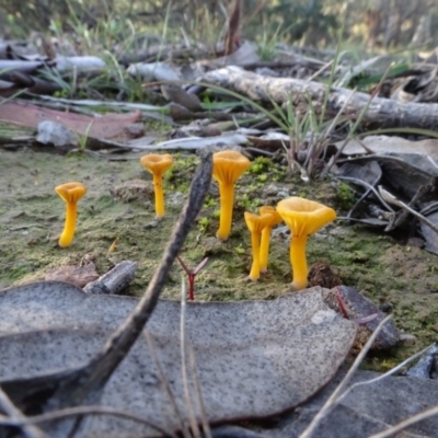 Lichenomphalia chromacea (Yellow Navel) at Stony Creek Nature Reserve - 15 May 2020 by AndyRussell