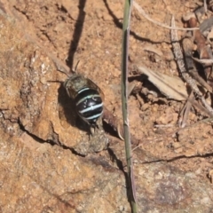 Amegilla sp. (genus) (Blue Banded Bee) at Cook, ACT - 15 May 2020 by AlisonMilton