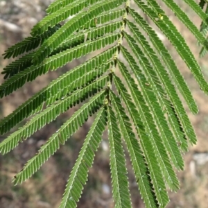 Acacia mearnsii at Campbell, ACT - 17 May 2020