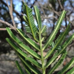 Acacia mearnsii at Campbell, ACT - 17 May 2020 01:29 PM