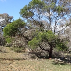 Acacia mearnsii at Campbell, ACT - 17 May 2020