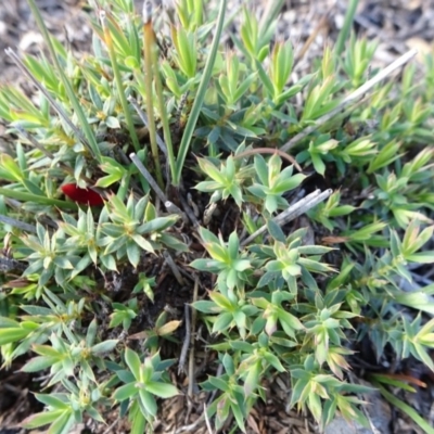 Astroloma humifusum (Cranberry Heath) at Mount Ainslie - 17 May 2020 by JanetRussell