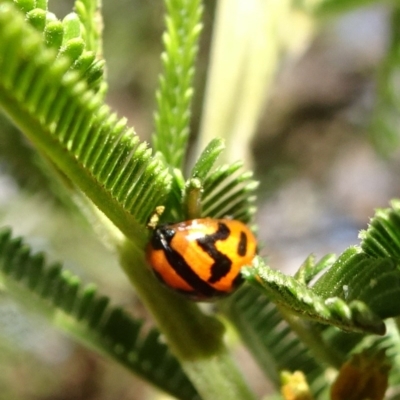 Peltoschema oceanica (Oceanica leaf beetle) at Mount Ainslie - 17 May 2020 by JanetRussell