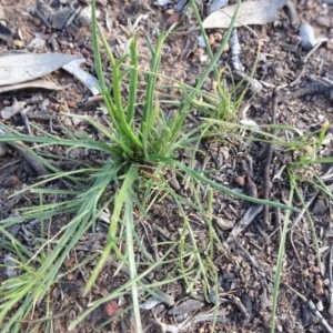 Eryngium ovinum at Campbell, ACT - 17 May 2020 01:43 PM