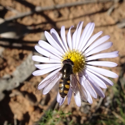 Melangyna viridiceps (Hover fly) at Campbell, ACT - 17 May 2020 by JanetRussell