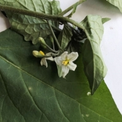 Solanum nigrum (Black Nightshade) at Hughes Garran Woodland - 18 May 2020 by ruthkerruish