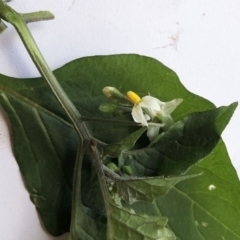Solanum nigrum at Hughes, ACT - 18 May 2020