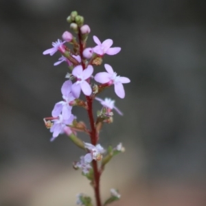 Stylidium sp. at Moruya, NSW - 16 May 2020 02:53 PM