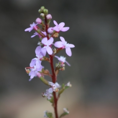 Stylidium (genus) (Trigger Plant) at Moruya, NSW - 16 May 2020 by LisaH