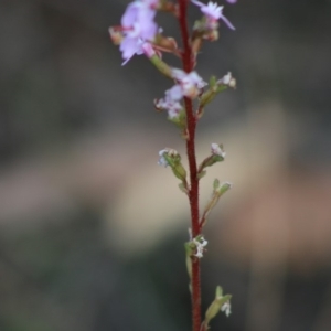 Stylidium sp. at Moruya, NSW - 16 May 2020 02:53 PM