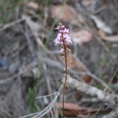 Stylidium sp. at Moruya, NSW - 16 May 2020
