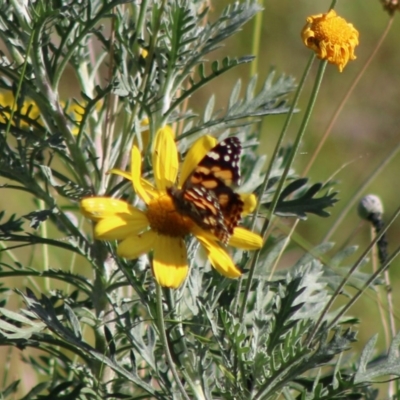 Vanessa kershawi (Australian Painted Lady) at Moruya, NSW - 16 May 2020 by LisaH