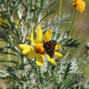 Vanessa kershawi at Moruya, NSW - 16 May 2020