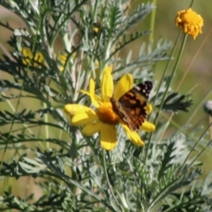 Vanessa kershawi at Moruya, NSW - 16 May 2020 03:33 PM