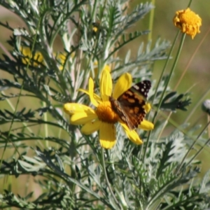 Vanessa kershawi at Moruya, NSW - 16 May 2020