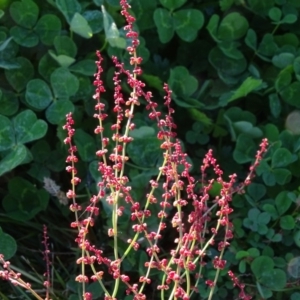 Rumex acetosella at Macarthur, ACT - 17 May 2020