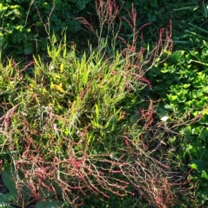 Rumex acetosella at Macarthur, ACT - 17 May 2020