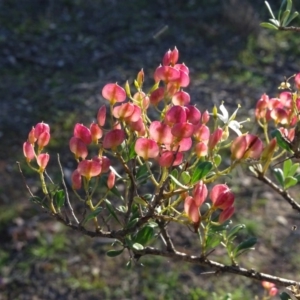 Bursaria spinosa subsp. lasiophylla at Macarthur, ACT - 17 May 2020