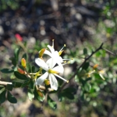 Bursaria spinosa subsp. lasiophylla at Macarthur, ACT - 17 May 2020