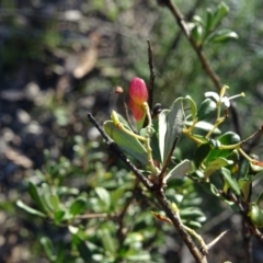 Bursaria spinosa subsp. lasiophylla at Macarthur, ACT - 17 May 2020