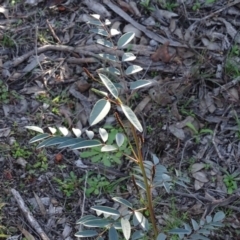Indigofera australis subsp. australis (Australian Indigo) at Wanniassa Hill - 17 May 2020 by Mike