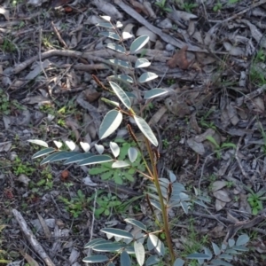 Indigofera australis subsp. australis at Macarthur, ACT - 17 May 2020