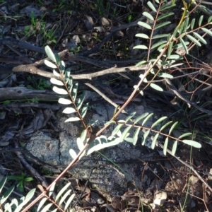 Indigofera australis subsp. australis at Macarthur, ACT - 17 May 2020