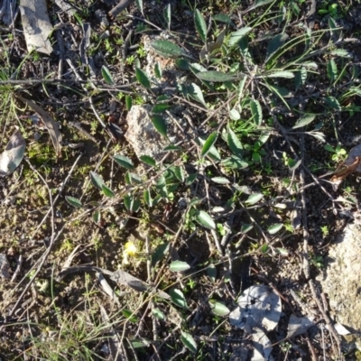 Goodenia hederacea (Ivy Goodenia) at Macarthur, ACT - 17 May 2020 by Mike