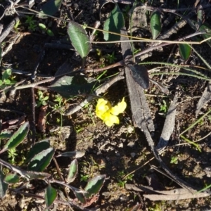 Goodenia hederacea at Macarthur, ACT - 17 May 2020