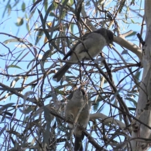 Pachycephala pectoralis at Deakin, ACT - 17 May 2020