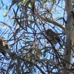 Pachycephala pectoralis at Deakin, ACT - 17 May 2020