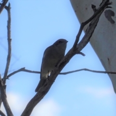 Pachycephala pectoralis at Deakin, ACT - 17 May 2020