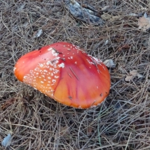 Amanita muscaria at Isaacs, ACT - 16 May 2020 03:59 PM