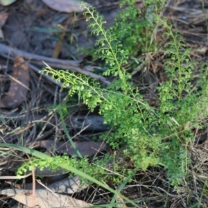 Lindsaea microphylla at Moruya, NSW - 16 May 2020