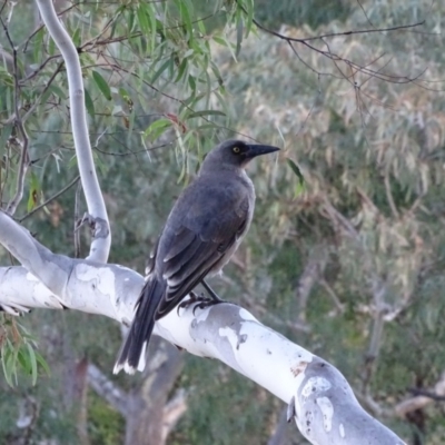 Strepera versicolor (Grey Currawong) at Jerrabomberra, ACT - 16 May 2020 by Mike