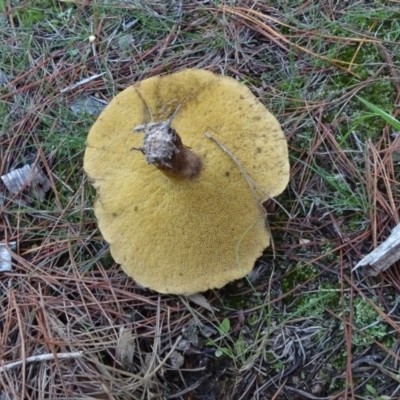 Suillus sp. (A bolete ) at Isaacs Ridge and Nearby - 12 May 2020 by Mike