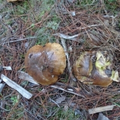 Suillus sp. at Isaacs, ACT - 12 May 2020