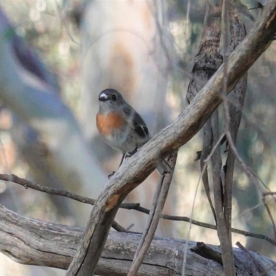 Petroica boodang (Scarlet Robin) at Deakin, ACT - 17 May 2020 by JackyF