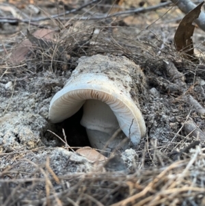 Agarics gilled fungi at suppressed - 16 May 2020