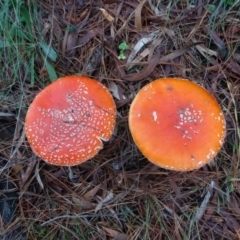 Amanita muscaria (Fly Agaric) at Isaacs, ACT - 12 May 2020 by Mike