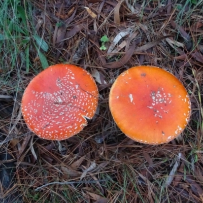 Amanita muscaria (Fly Agaric) at Isaacs, ACT - 12 May 2020 by Mike