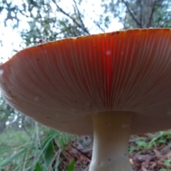 Amanita muscaria at Isaacs, ACT - 12 May 2020