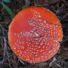 Amanita muscaria at Isaacs, ACT - 12 May 2020