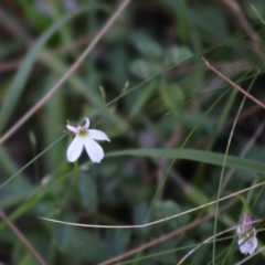 Lobelia purpurascens (White Root) at Broulee Moruya Nature Observation Area - 16 May 2020 by LisaH