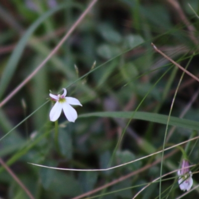 Lobelia purpurascens (White Root) at Broulee Moruya Nature Observation Area - 16 May 2020 by LisaH