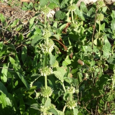 Marrubium vulgare (Horehound) at Isaacs, ACT - 12 May 2020 by Mike