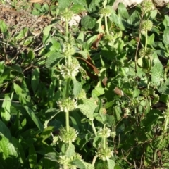 Marrubium vulgare (Horehound) at Isaacs Ridge and Nearby - 12 May 2020 by Mike